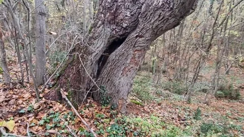 Dynamic close-up movement around an old twisted tree trunk outdoors Stock Footage 321650966