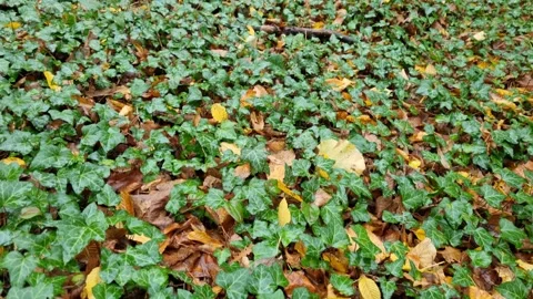 Dynamic close-up movement over ivy leaves with autumn forest textures Stock Footage 321651047