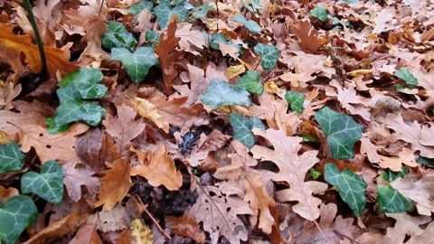 Dynamic close-up movement through autumn forest ground with colorful leaves Stock Footage 321650972