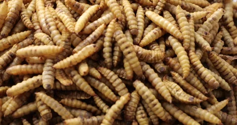 Dynamic close-up of moving dried mealworms in chaotic arrangement Stock Footage 303622907