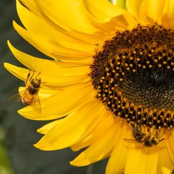Dynamic close-up of multiple bees busy at work on a bright yellow sunflower.. Foto stock