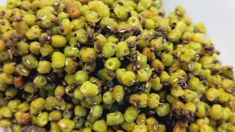 Dynamic close up of mung beans with tiny insects crawling Stock Footage 321385741