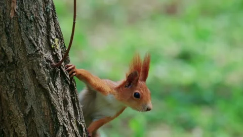 Dynamic close up of a squirrel climbing a tree trunk with motion blur Stock Footage 336804638