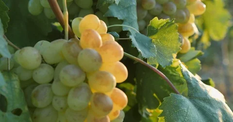 Dynamic close-up of white organic grapes on the sunlight at the local farm Video stock 123172159