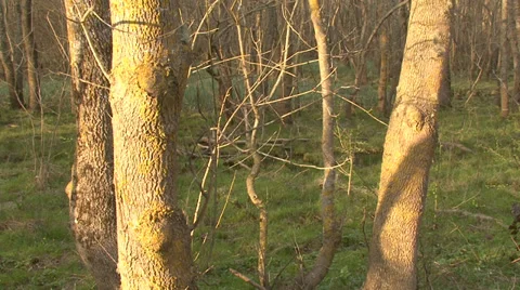 Dynamic crane shot in spring forest. Stock Footage 32966375
