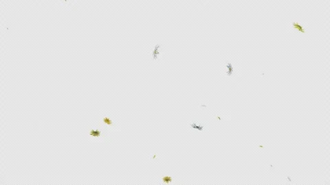 Dynamic Daisy Flower Explosion Alpha Overlay Stock Footage 326020797