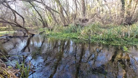 Dynamic drone flight along forest stream with grass and reflections Stock Footage 324420794