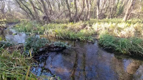 Dynamic drone flight along forest stream with grass and reflections Stock Footage 324420820