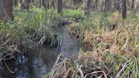 Dynamic drone flight along forest stream with grass and reflections Stock Footage 324420941