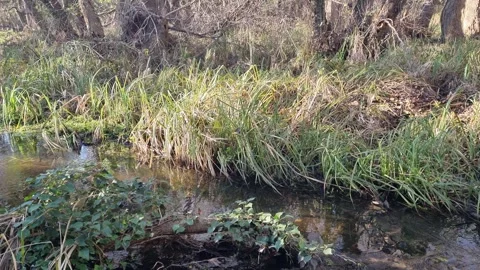 Dynamic drone flight along forest stream with grass and reflections Stock Footage 324420954