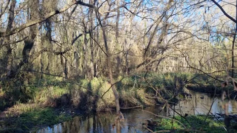 Dynamic drone flight over forest stream with reflections and greenery Stock Footage 324420582