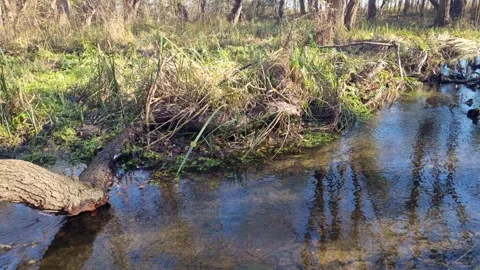 Dynamic drone flight over forest stream with reflections and greenery Stock Footage 324420678