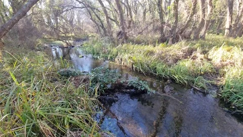 Dynamic drone flight over forest stream with reflections and sunlight Stock Footage 324420837