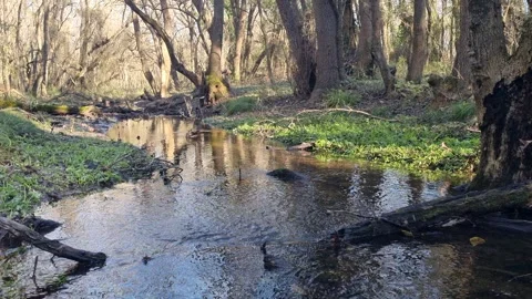 Dynamic drone flight over forest stream with reflections and sunlight Stock Footage 324420909