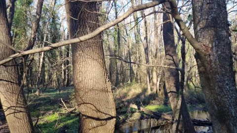 Dynamic drone flight through dense forest with sunlight and shadows Stock Footage 324420628