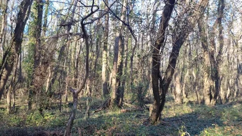 Dynamic drone flight through dense forest with sunlight and shadows Stock Footage 324420654