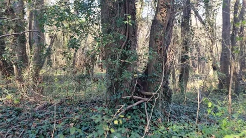 Dynamic drone flight through dense forest with sunlight and shadows Stock Footage 324420663