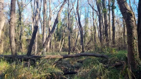 Dynamic drone flight through forest trees with sunlight and natural motion Stock Footage 324420488