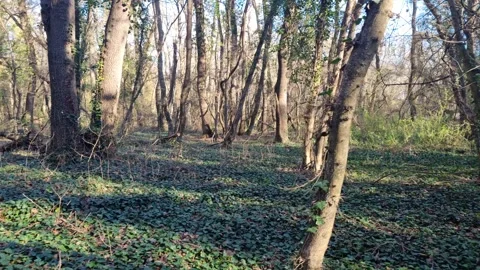 Dynamic drone flight through forest clearing with sunlight and shadows Stock Footage 324420489