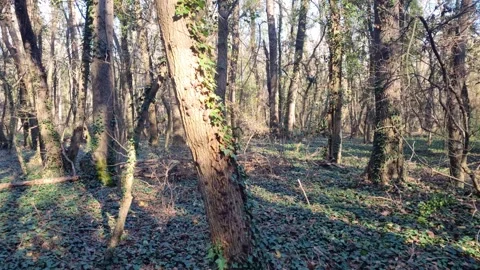 Dynamic drone flight through forest clearing with sunlight and shadows Stock Footage 324420564