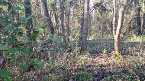 Dynamic drone flight through forest clearing with sunlight and shadows Stock Footage 324420706