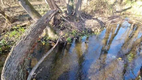 Dynamic drone flight through spring forest with fallen trees sunlight Stock Footage 324420724