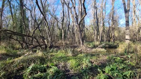 Dynamic drone flight through spring forest with fallen trees sunlight Stock Footage 324420757
