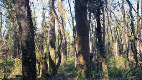 Dynamic drone flight through sunlit forest with trees and shadows Stock Footage 324420483