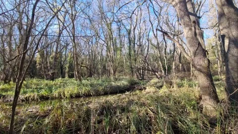 Dynamic drone flight through sunlit forest with trees and shadows Stock Footage 324420765