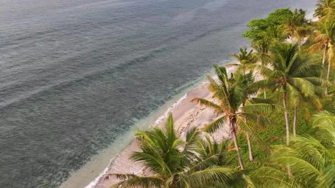 Dynamic drone reveal remote beach over lush green palm trees, exotic paradise Stockbeeldmateriaal 335921265