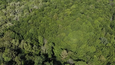 Dynamic Drone Shot of an Endless Forest Trees Green Landscape Stock-Footage 111734882