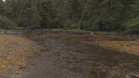 Dynamic drone shot of rocky stream in front of Pine Tree covered coastline Stock Footage 255317324