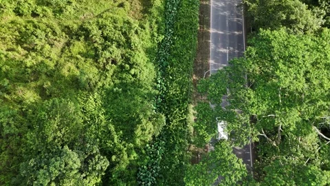 Dynamic Drone View of Secluded Highway Cutting Through Dense Green Canopy Stock Footage 334170099