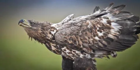Dynamic eagle closeup Stock Photos