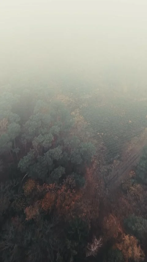 Dynamic Fast Drone Flight Forward Through An Extremely Foggy Autumn Forest Stock Footage 321259270