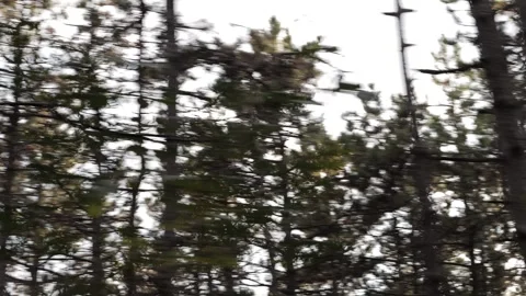 A dynamic, fast-paced shot racing through a forest. Video stock 294180519