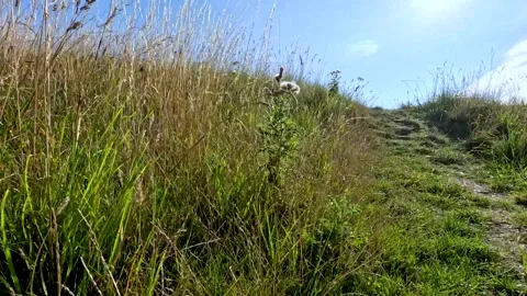 Dynamic first-person perspective shot walking up grassy hill under clear bl.. Stockbeeldmateriaal 332629855