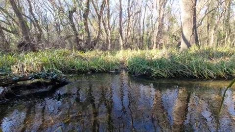 Dynamic flight over forest stream with reflections and sunlight Stock Footage 324420838
