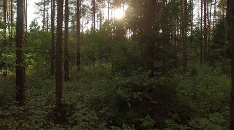 Dynamic fly through the green forest with sun rays through the tress Video stock 63652459