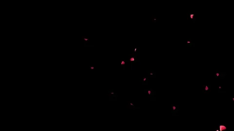Dynamic flying red rose petals bursting and scattering across black backgroun Stock Footage 327567724