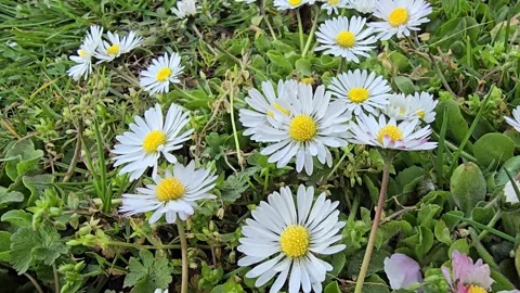 Dynamic Focus Shift Across a Flowering Common Daisy (Bellis perennis) Field Stock Footage 341967142