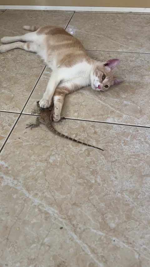 A dynamic footage of a curious playful ginger cat while poking the lizard Stock Footage 244577849