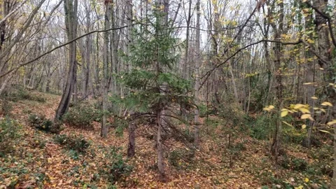 Dynamic forest movement with autumn trees, branches] Stock Footage 321650928