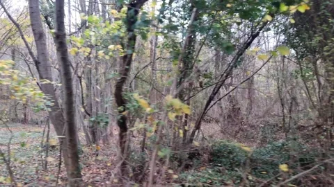 Dynamic forest movement shot with autumn trees, foliage and natural depth Stock Footage 321650871