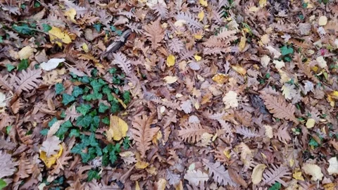 Dynamic forest path covered with colorful autumn leaves in motion Stock Footage 321650918