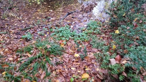 Dynamic forest path shot with moving camera on autumn foliage trail Stock Footage 321650887