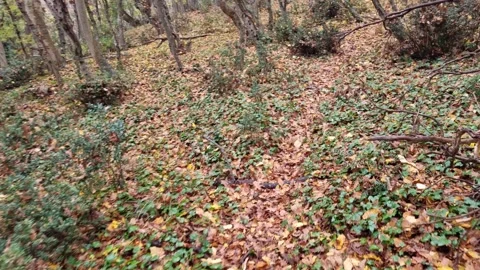 Dynamic forest path view with autumn leaves and moving camera motion Stock Footage 321651040