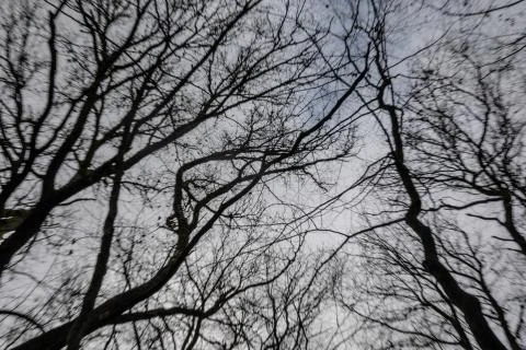 Dynamic forest in psychedelic view Stock Photos