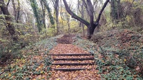 Dynamic forest stairs path with autumn leaves and smooth movement Stock Footage 321651046