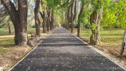 Dynamic forward movement along tree-lined park path in sunny weather Stock Footage 322019747